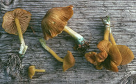 Entoloma incanum