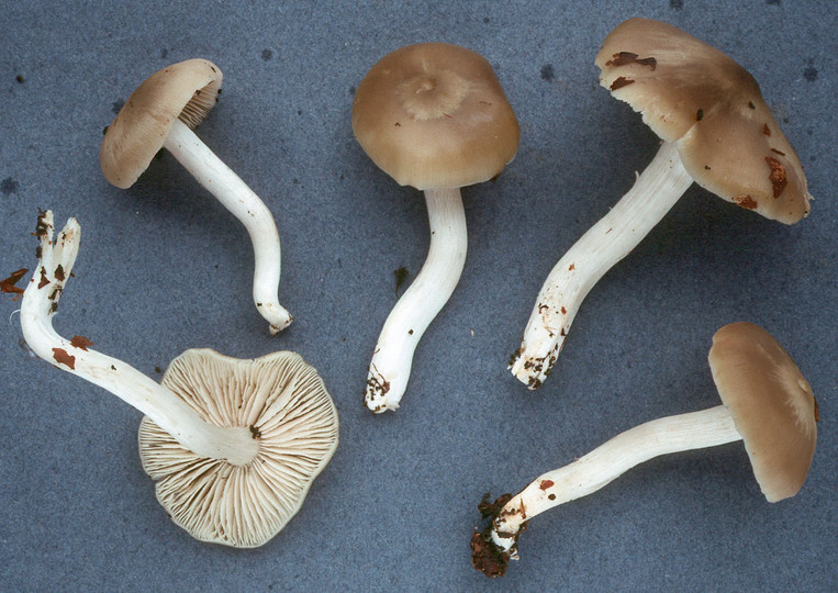 Entoloma lividoalbum