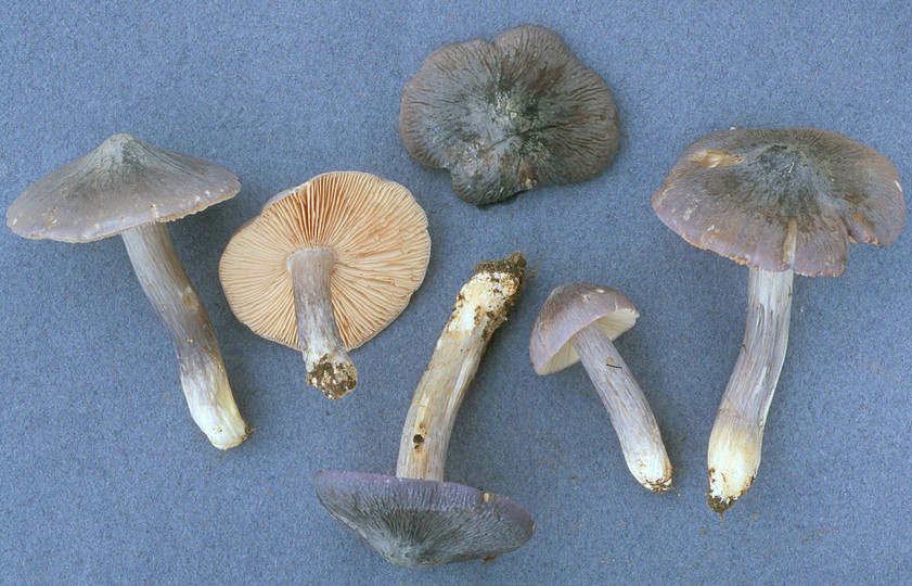 Entoloma bloxamii