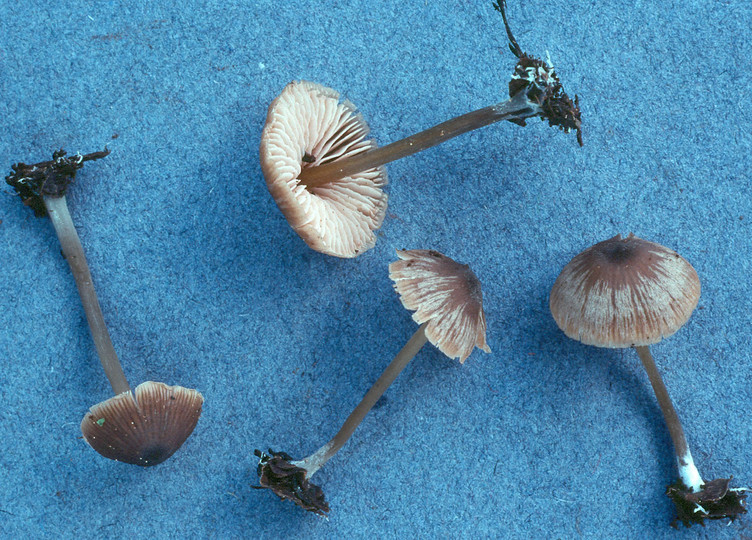 Entoloma minutum