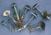 Entoloma nitidum