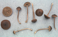 Entoloma papillatum