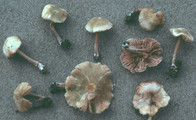 Entoloma pleopodium