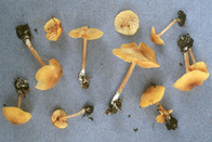 Entoloma pleopodium