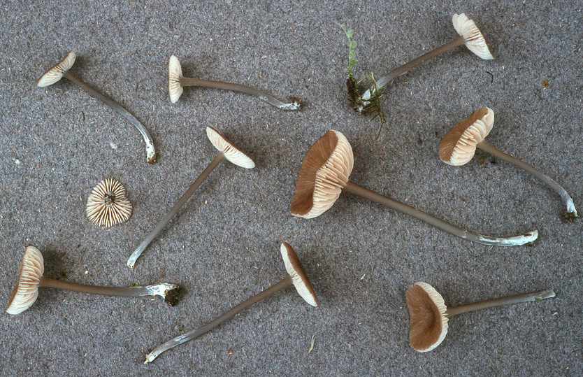 Entoloma poliopus