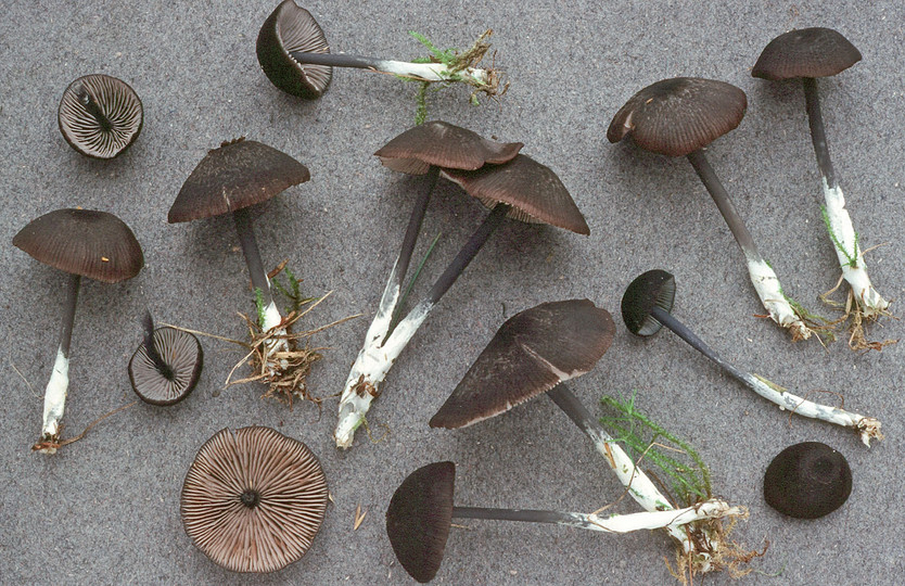 Entoloma poliopus