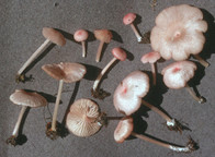 Entoloma roseum