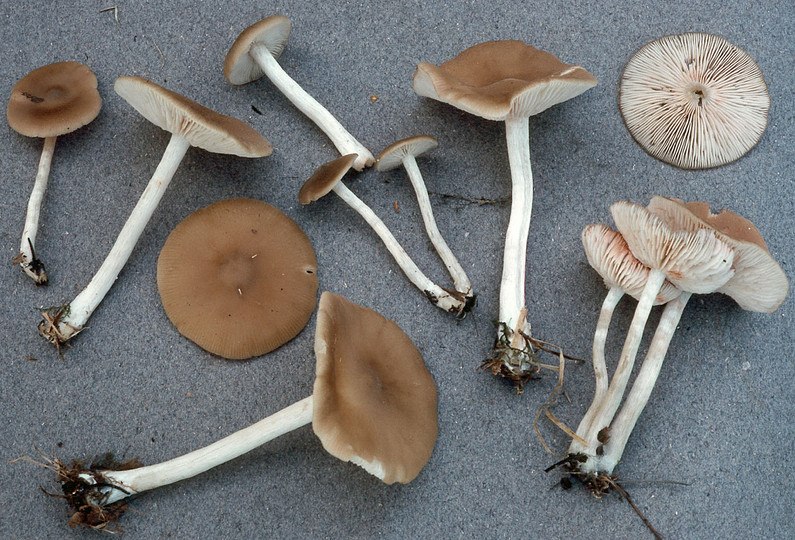 Entoloma sericatum