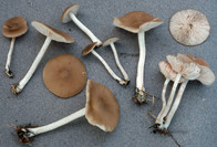 Entoloma sericatum