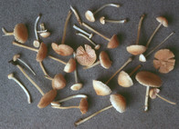 Entoloma sericellum