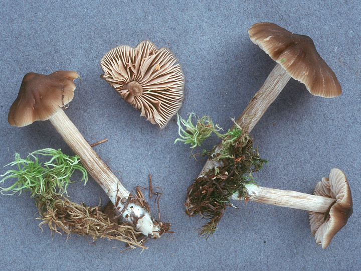 Entoloma sphagneti