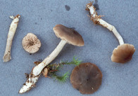 Entoloma turbidum