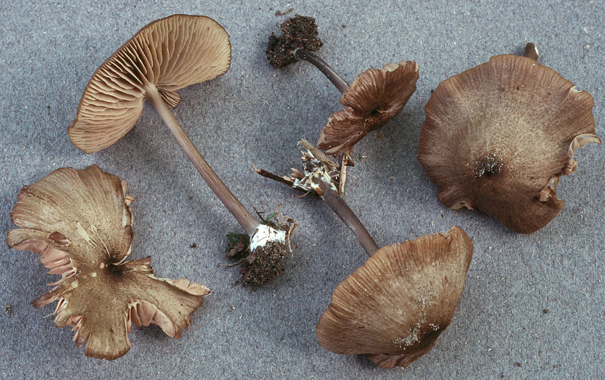 Entoloma turci