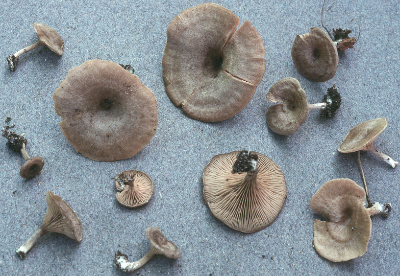 Entoloma undatum