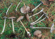 Entoloma caesiocinctum