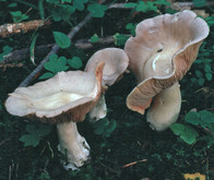 Entoloma sinuatum