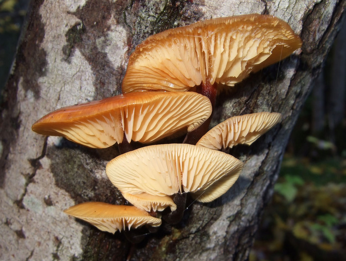 Flammulina velutipes