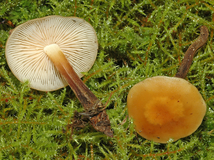 Flammulina fennae