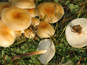 Flammulina fennae