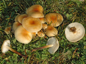 Flammulina fennae