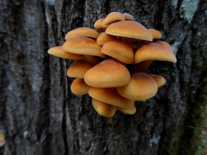 Flammulina velutipes