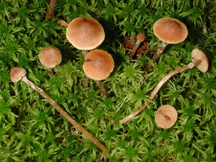 Galerina paludosa