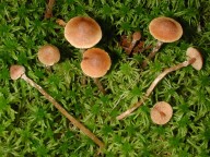 Galerina paludosa