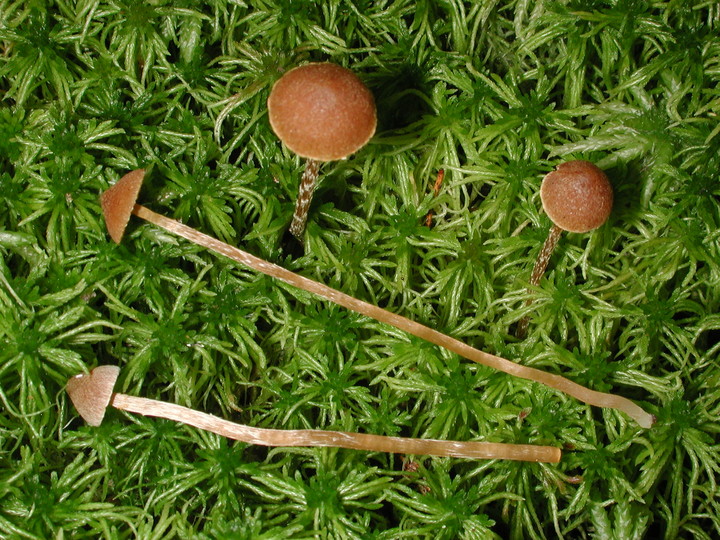 Galerina paludosa