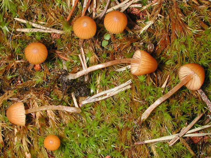 Galerina calyptrata