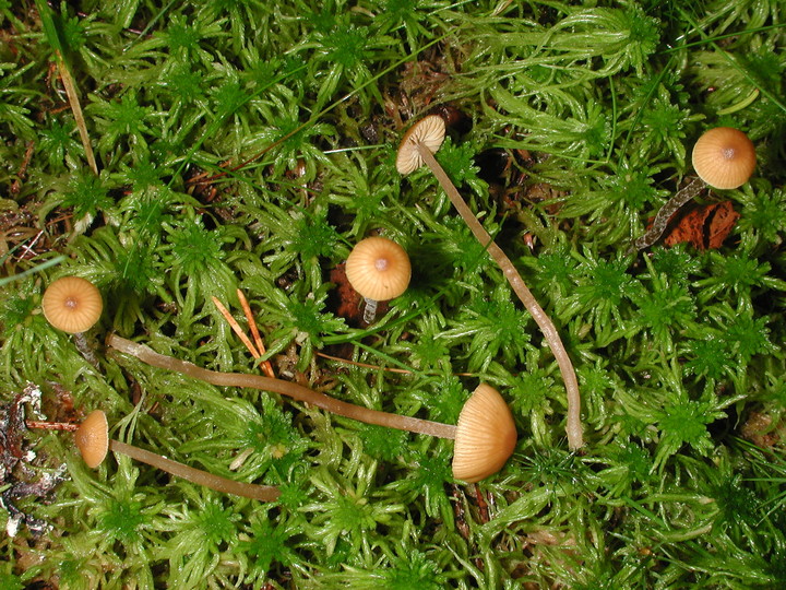 Galerina tibiicystis