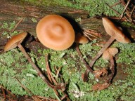 Galerina camerina