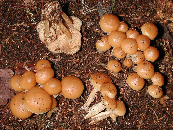 Galerina stylifera