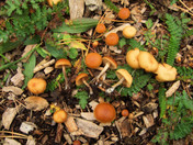 Galerina marginata