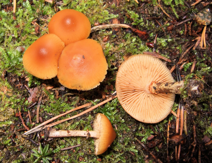 Galerina marginata