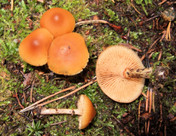 Galerina marginata