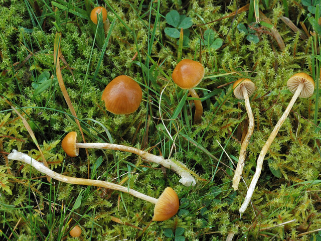 Galerina pumila