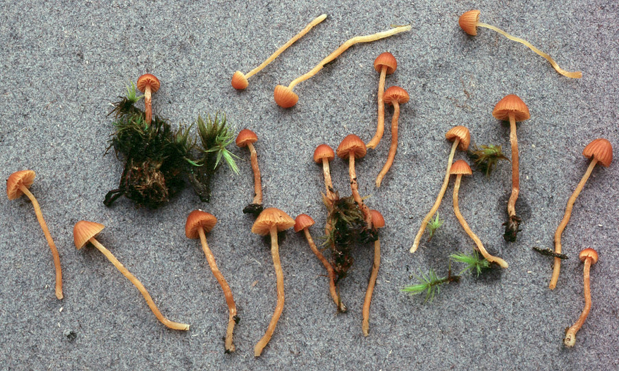 Galerina calyptrata