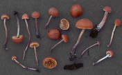 Galerina carbonicola