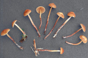 Galerina stylifera