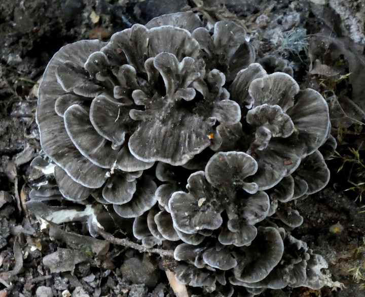 Grifola frondosa