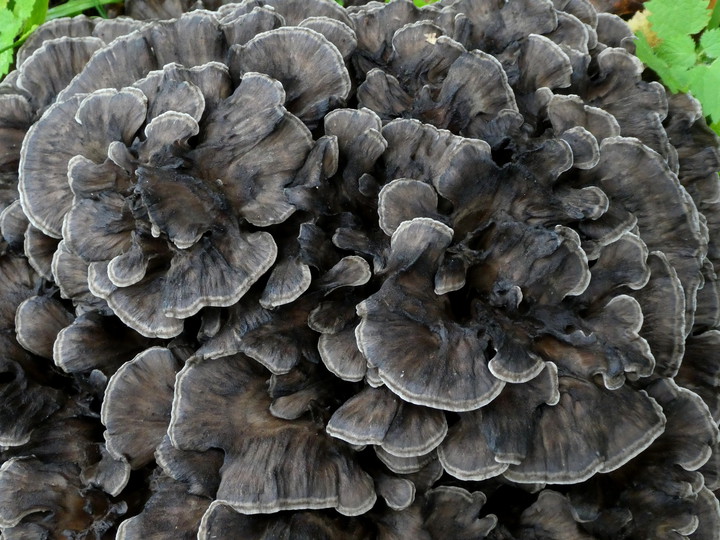 Grifola frondosa