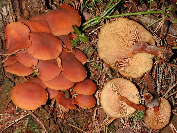 Gymnopilus picreus