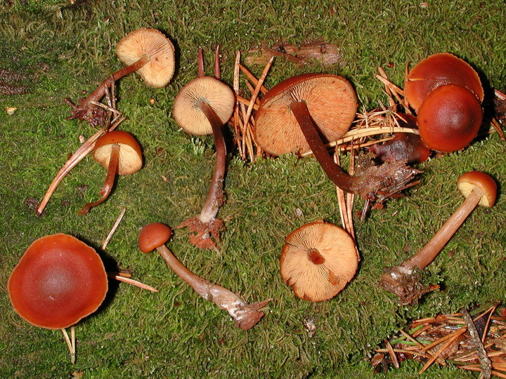 Gymnopilus picreus