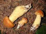 Gymnopilus junonius