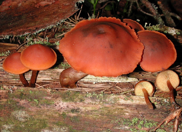 Gymnopilus picreus