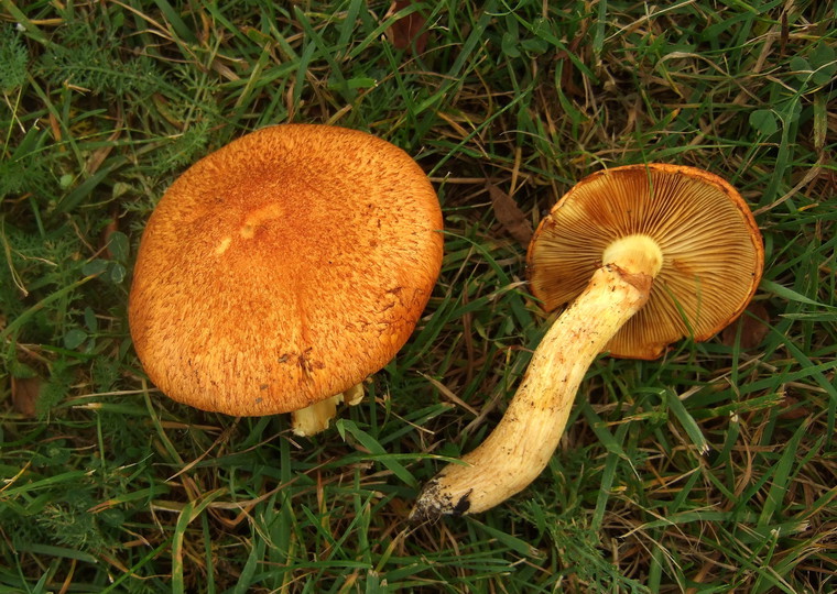 Gymnopilus junonius