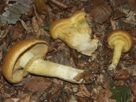 Gymnopilus junonius