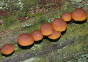 Gymnopilus picreus