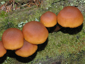 Gymnopilus picreus