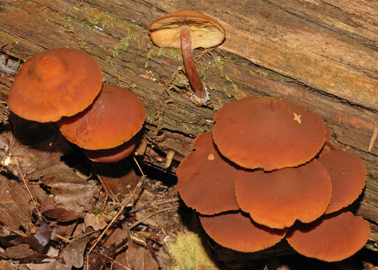 Gymnopilus picreus